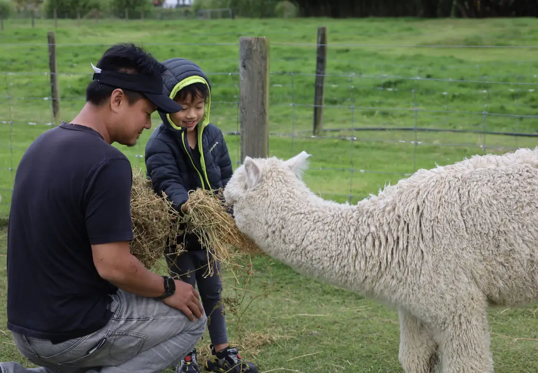 Get a chance to feed our cute alpacas